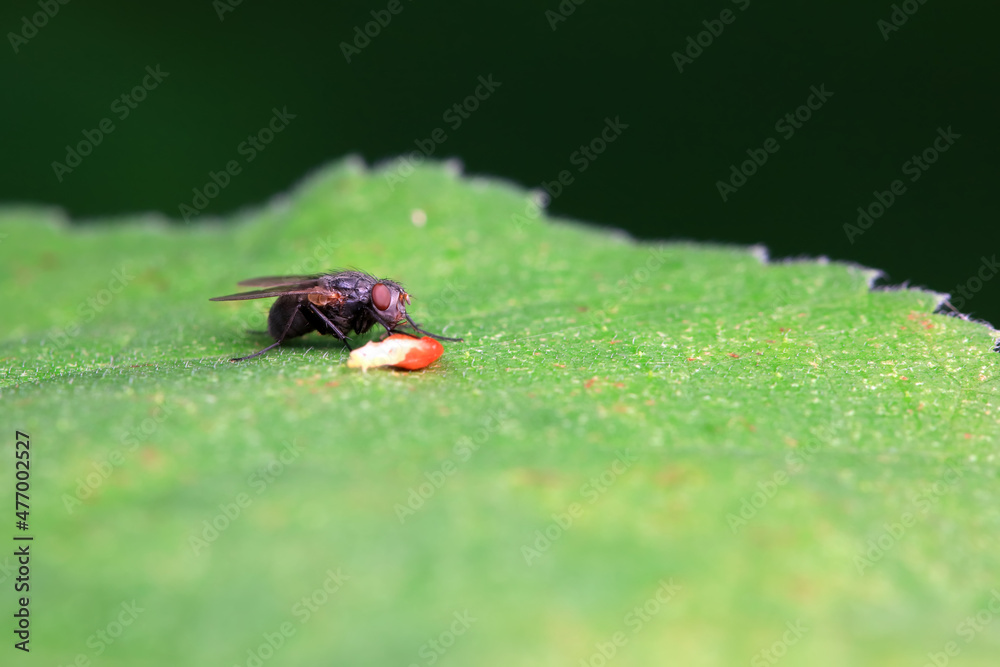 Flies on wild plants, North China Flies on wild plants, North China