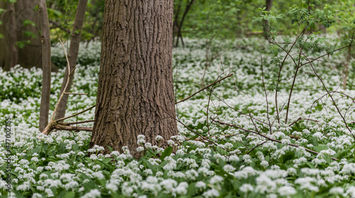 Fototapeta Naklejka Na Ścianę i Meble -  Blooming wild garlic in the Brussels woods during spring