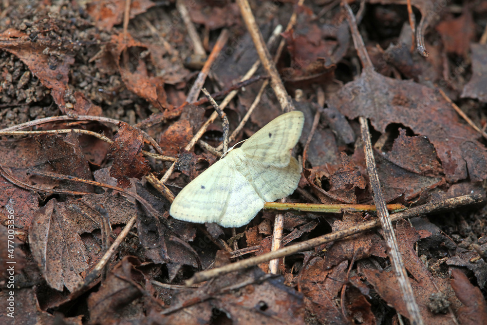 Lepidoptera insects in the wild, North China Lepidoptera insects in the wild, North China