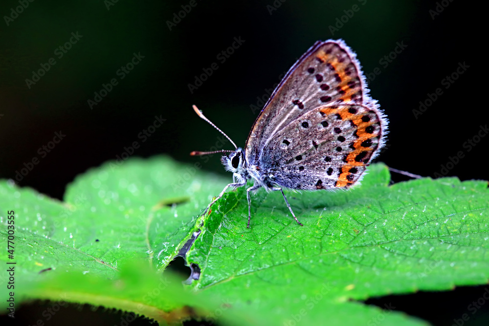 Lepidoptera insects in the wild, North China Lepidoptera insects in the wild, North China