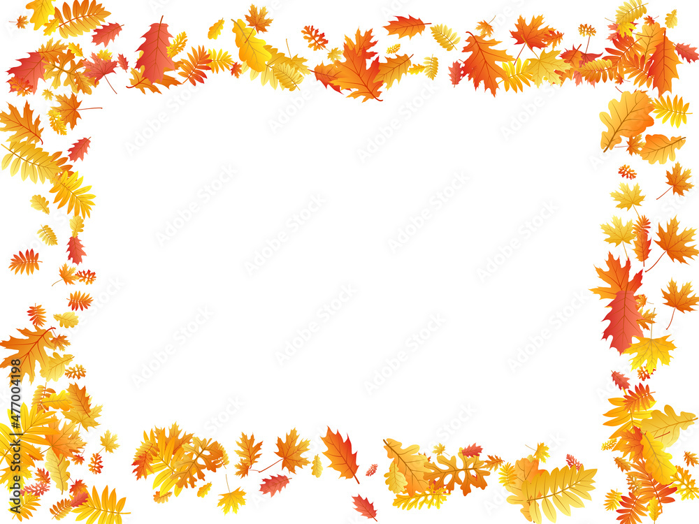 Oak, maple, wild ash rowan leaves vector, autumn foliage on white background. Oak, maple, wild ash rowan leaves vector, autumn foliage on white background.