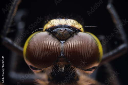Close up of dragonfly compound eye, North China © zhang yongxin