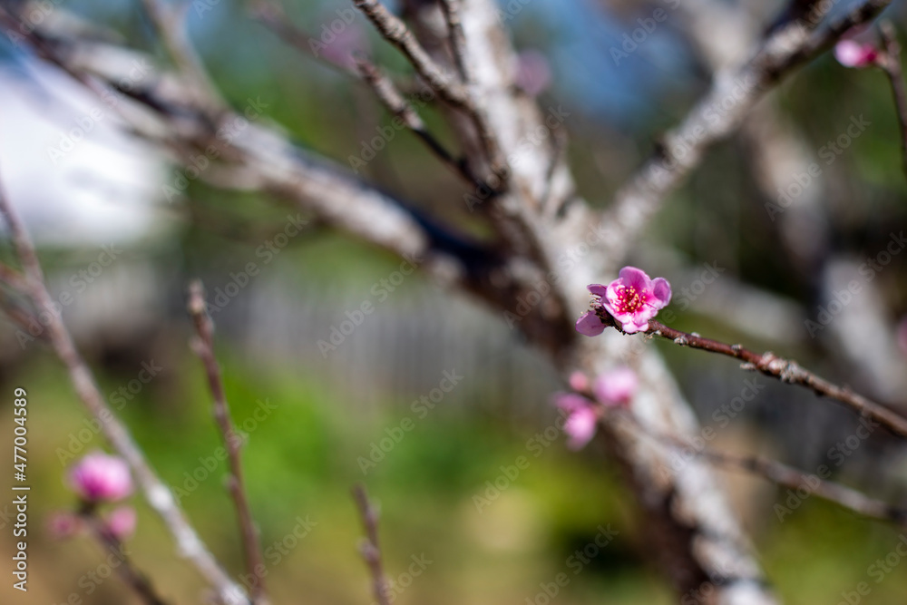 Beautiful cherry blossoms blooming in park, Sakura flower background. Beautiful cherry blossoms blooming in park, Sakura flower background.