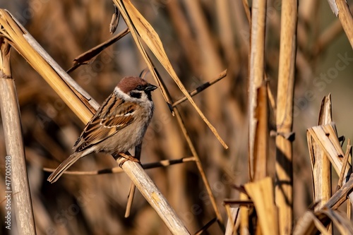 Birds in freedom and in their environment. photo