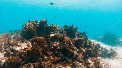 Fototapeta Naklejka Na Ścianę i Meble -  Colorful reef with fish on the Island Cozumel in Quintana Roo,