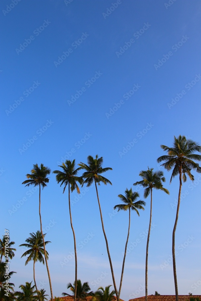 Fototapeta premium beautiful palm trees - Sri Lanka, Asia