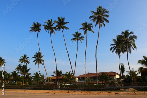 beautiful palm trees - Sri Lanka  Asia