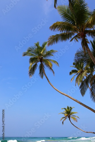 beautiful palm trees - Sri Lanka  Asia