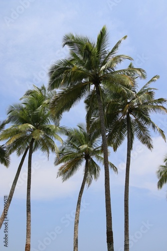 beautiful palm trees - Sri Lanka, Asia © Christian