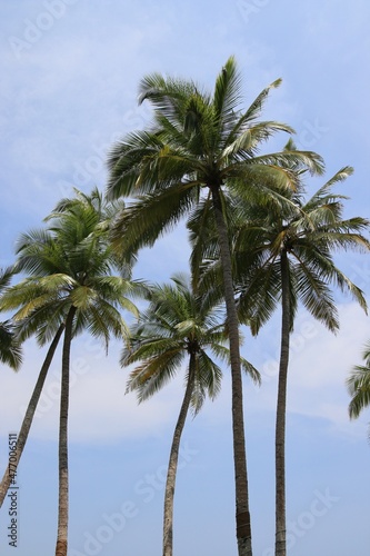 beautiful palm trees - Sri Lanka  Asia