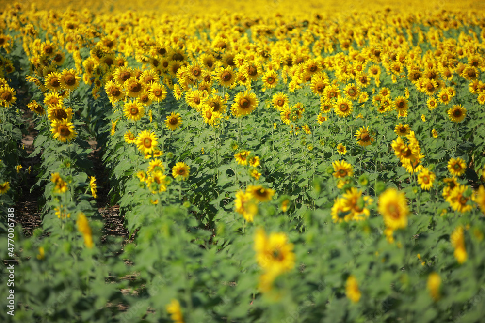 Obraz premium Beautiful field of blooming sunflowers on a background of blue sky.