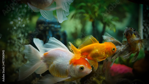 Beautifully colored goldfish swim in the clear aquarium water