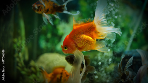 Beautifully colored goldfish swim in the clear aquarium water