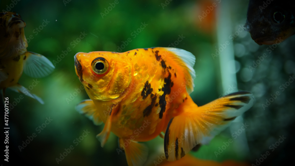 Beautifully colored goldfish swim in the clear aquarium water Beautifully colored goldfish swim in the clear aquarium water