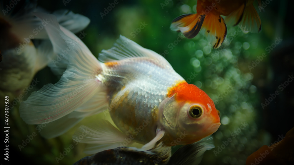 Beautifully colored goldfish swim in the clear aquarium water Beautifully colored goldfish swim in the clear aquarium water