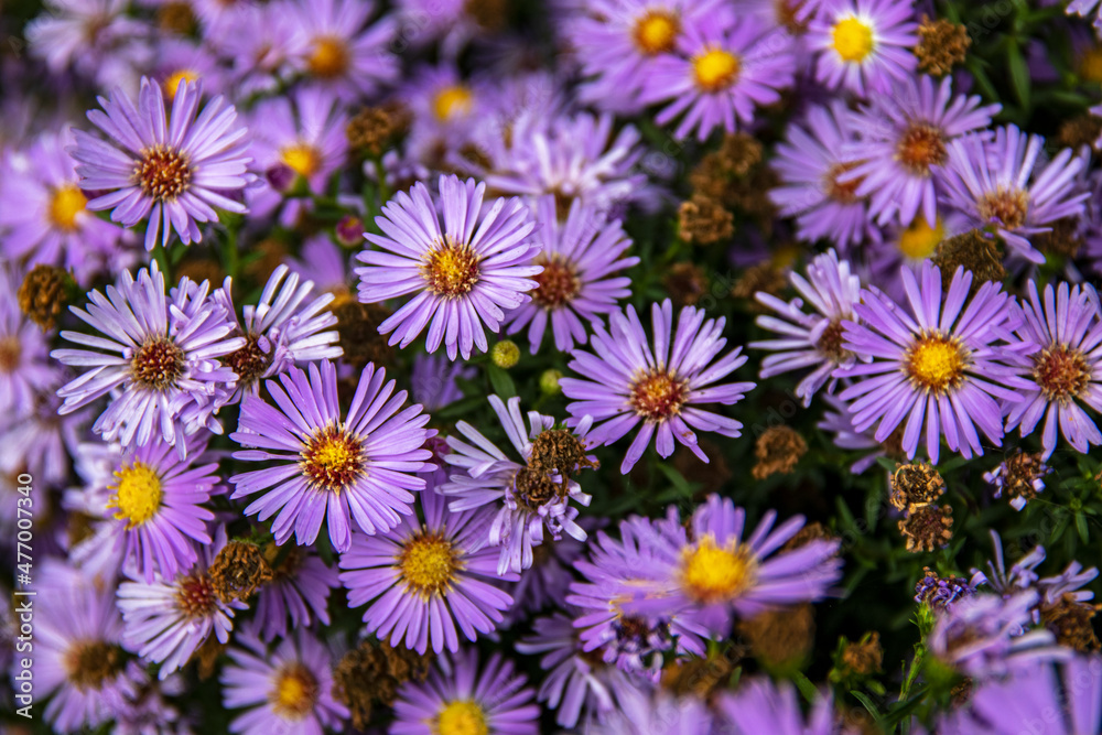 Parterre d'aster mauve Parterre d'aster mauve
