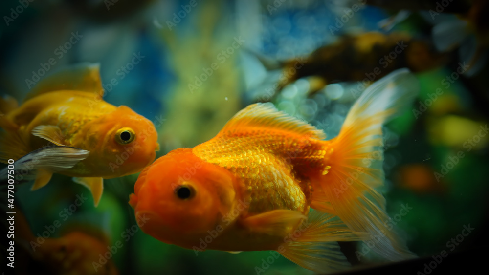 Beautifully colored goldfish swim in the clear aquarium water Beautifully colored goldfish swim in the clear aquarium water