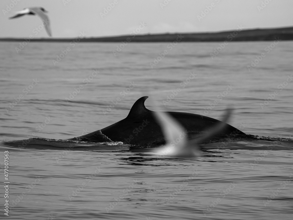 Naklejka premium Humpback whales revealing their trademark fluke, while gaining energy for a long and deep dive