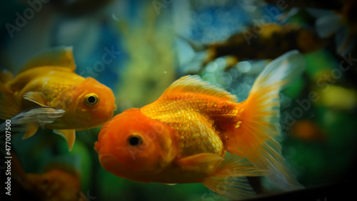 Beautifully colored goldfish swim in the clear aquarium water