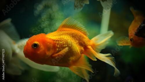 Beautifully colored goldfish swim in the clear aquarium water © Last 4ever