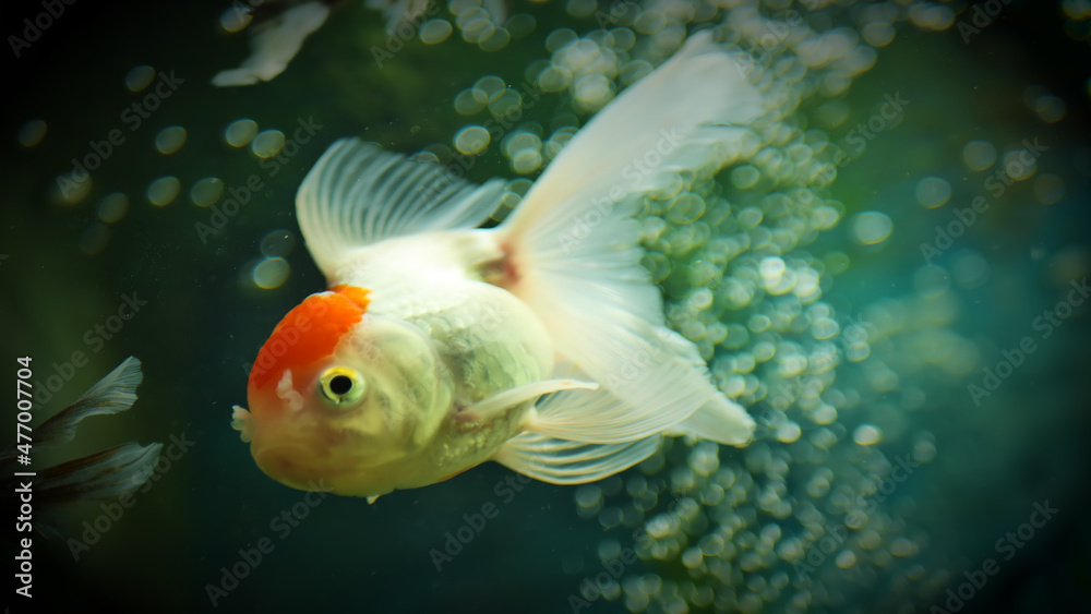 Beautifully colored goldfish swim in the clear aquarium water Beautifully colored goldfish swim in the clear aquarium water