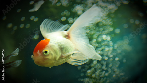 Beautifully colored goldfish swim in the clear aquarium water © Last 4ever