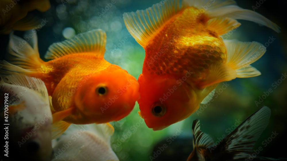 Beautifully colored goldfish swim in the clear aquarium water Beautifully colored goldfish swim in the clear aquarium water