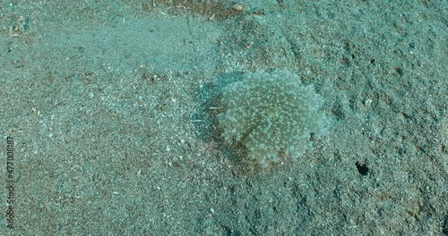 Cassiopea andromeda jellyfish underwater on sand mediterranean sea photo