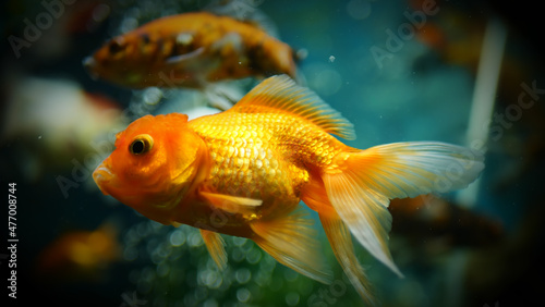 Beautifully colored goldfish swim in the clear aquarium water