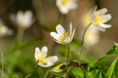 White Anemone nemorosa flowers in close-up, spring view