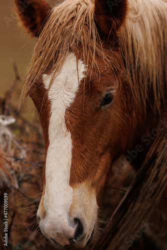 Pferde Details © Philippe Ramakers