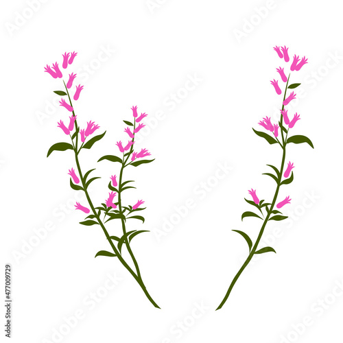 Heather vector stock illustration. A delicate bouquet of pink wildflowers. Isolated on a white background. photo
