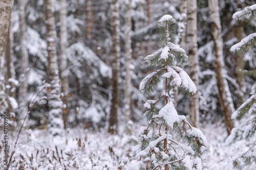 Snow Covered Pine Tree In Forest During Winter season. Winter background