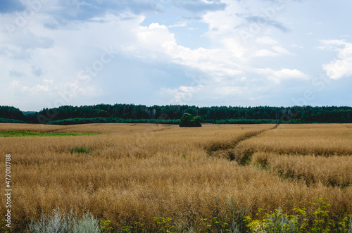 Dry rapeseed field near pine forest. Harvesting of rapeseed in the countryside will begin soon