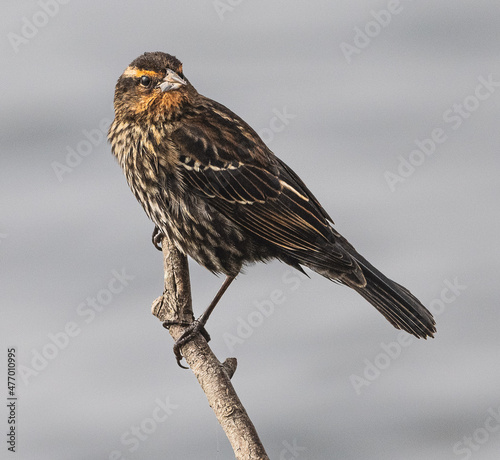 female red winged black bird on a stick