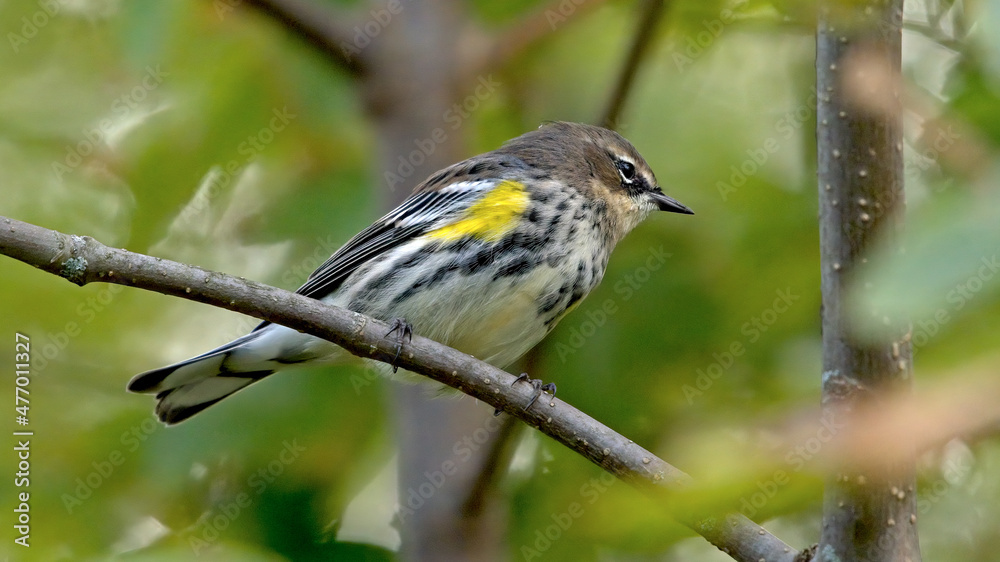 Obraz premium A Yellow rumped Warbler perched on a branch.