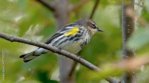 A Yellow rumped Warbler perched on a branch.