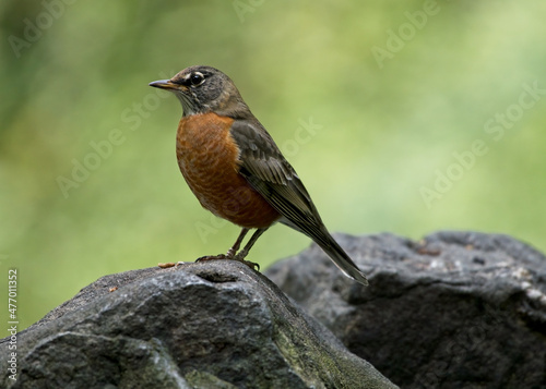 An American Robin perched on a rock.
