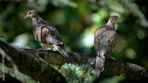 Two Mourning Doves sitting on a branch.