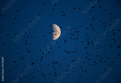 A flock of birds migrating.