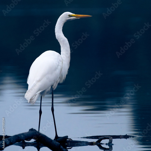 A Great Blue Heron gazing out over water.