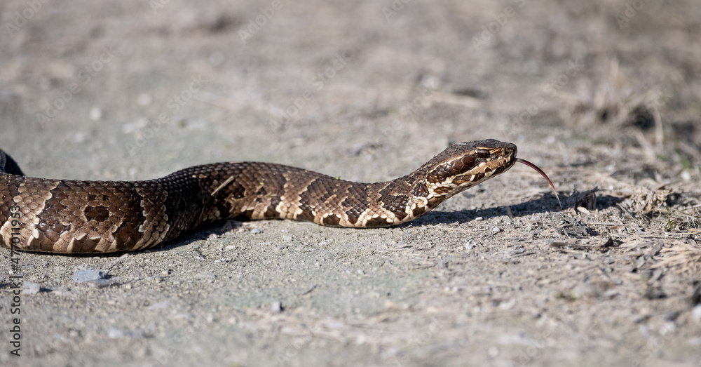 cotton mouth crossing the road