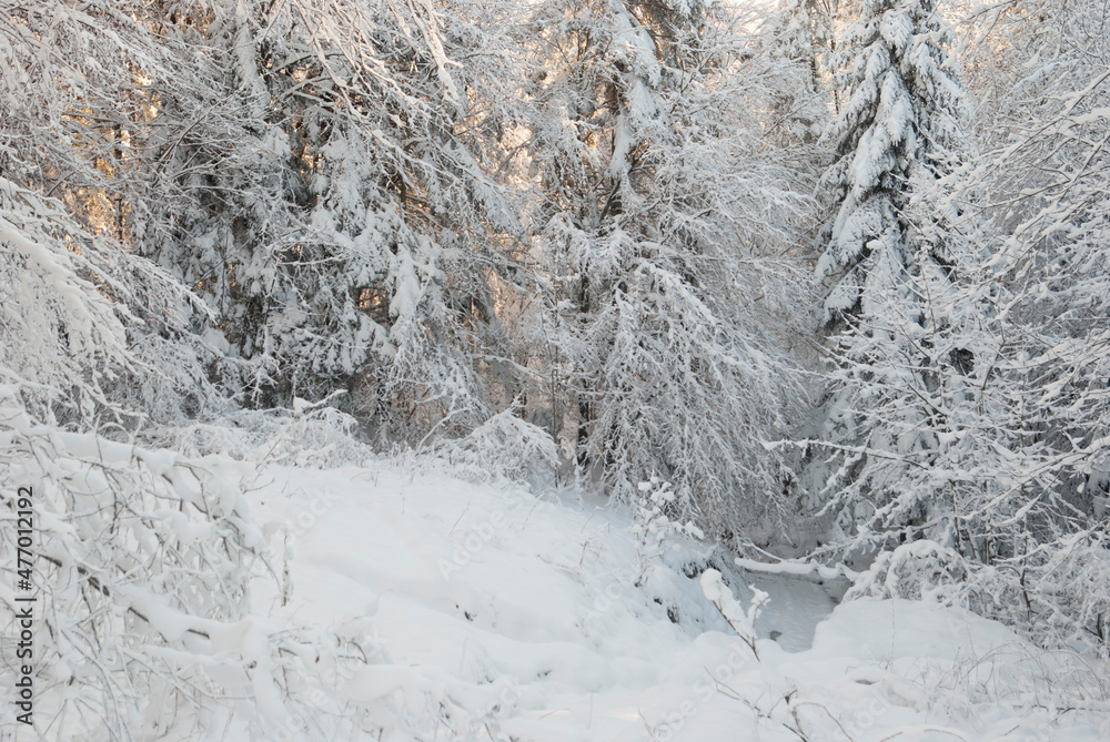 Winter pine forest. Trees covered with fresh powder snow with some sunlight in the background.