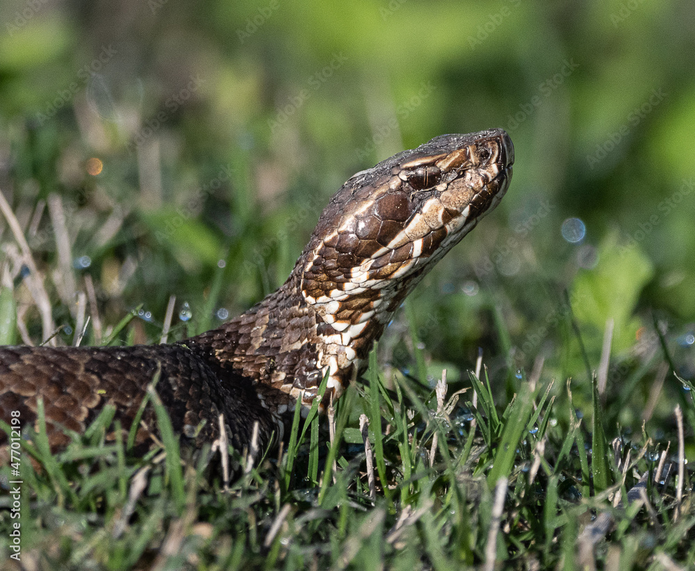 hunting cottonmouth