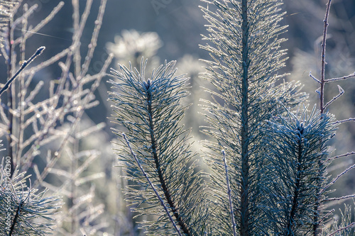 Selective focus of white morning frost or snowflakes covered tiny and needle-like foliage leaves in winter, A pine is any conifer in the genus Pinus of the family Pinaceae, Nature pattern background.