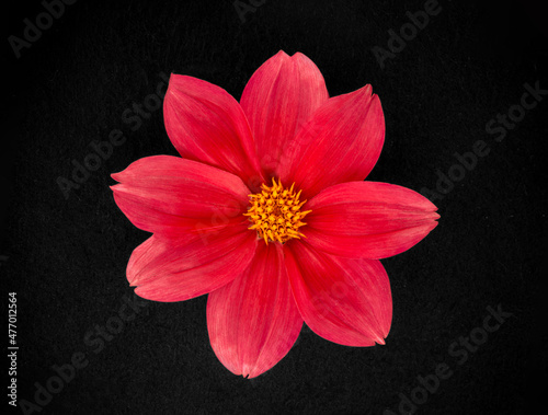 Delicate flower on black background. On black background.