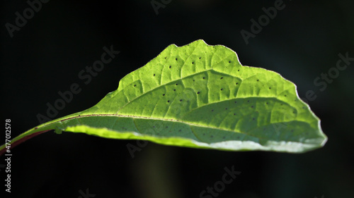 Apple-of-Peru ( Nicandra physalodes ) plant with isolated green leaf and black background photo