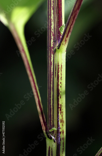 Apple-of-Peru ( Nicandra physalodes ) plant with isolated stem, petioles, stipules and black background photo