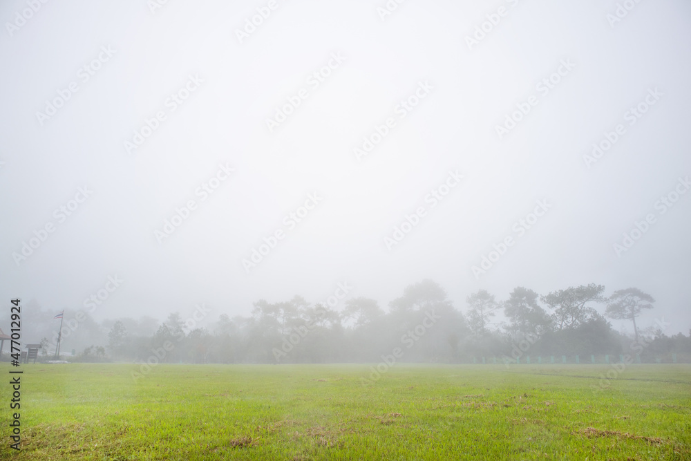 Morning on countryside. Meadow with grass and trees on sunrise in summer. Sunlight in soft mist.