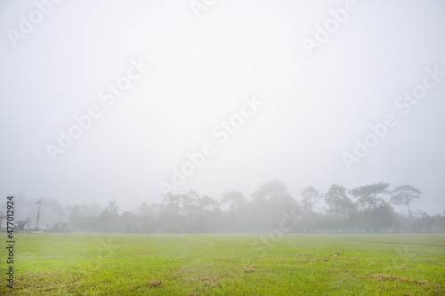 Morning on countryside. Meadow with grass and trees on sunrise in summer. Sunlight in soft mist.